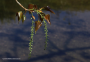 Μαύρη Λεύκα - Black Poplar - Populus nigra