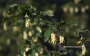 Οστρυά - European hop-hornbeam - Ostrya carpinifolia