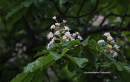 Ιπποκαστανια - Common Horse Chestnut - Aesculus hippocastanum