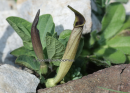 Αριστολοχια (Aristolochia longa) - Birthwort - Aristolochia longa