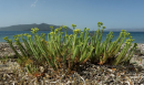 Ευφορβία της παραλιας - Sea spurge - Euphorbia paralias