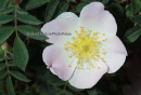 Αγριοτριανταφυλλια - Wildrose - Rosa canina