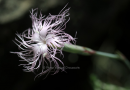 Διανθος (Dianthus crinitus) - Dianthus crinitus - Dianthus crinitus