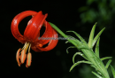 Lilium chalcedonicum - Lilium chalcedonicum - Lilium chalcedonicum