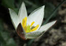 Τουλιπα κρητικη (Tulipa cretica) - Cretan tulip (Tulipa cretica) - Tulipa cretica