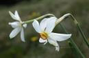Ναρκισσος (Narcissus poeticus) - Poet's Daffodil - Narcissus poeticus