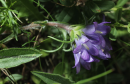 Edraianthus graminifolius - False bellflower - Edraianthus graminifolius