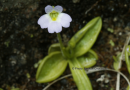Pinguicula crystallina subsp.hirtiflora - Pinguicula crystallina subsp.hirtiflora - Pinguicula crystallina subsp.hirtiflora