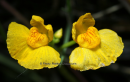 Utricularia australis - Utricularia australis - Utricularia australis