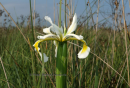 Ιριδα (Iris orientalis) - Iris orientalis - Iris orientalis