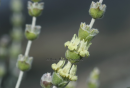 Τσαι του βουνου (Sideritis raeseri subsp. attica) - Sideritis raeseri subsp. attica - Sideritis raeseri subsp. attica