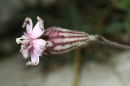 Σιληνη (Silene ciliata subsp.graefferi) - Silene ciliata subsp.graefferi - Silene ciliata subsp.graefferi