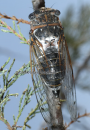 Τζιτζικι - Cicada - Cicadidae
