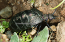 Meloe proscarabaeus - Oil beetle - Meloe proscarabaeus