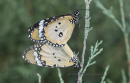 Πεταλουδα (Danaus chrysippus) - Plain tiger - Danaus chrysippus
