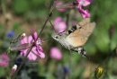 Macroglossum stellatarum - Hummingbird hawk-moth - Macroglossum stellatarum
