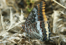 Πεταλουδα (Charaxes jasius) - Charaxes jasius - Two-tailed Pasha (Charaxes jasius)