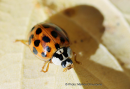 Πασχαλιτσα (Harmonia axyridis) - Harlequin ladybird - Harmonia axyridis