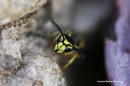 Σφηκα - European wasp - Vespula germanica