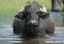Νεροβουβαλος - Water buffalo - Bubalus bubalis