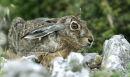 Λαγος - European hare - Lepus europaeus