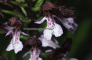 Orchis purpurea - Lady orchid - Orchis purpurea