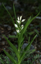 Cephalanthera longifolia - Cephalanthera longifolia - Cephalanthera longifolia