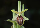 Ophrys sphegodes subsp. hebes - Ophrys sphegodes subsp. hebes - Ophrys sphegodes subsp. hebes