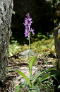 Orchis mascula subsp. pinetorum - Orchis mascula subsp. pinetorum - Orchis mascula subsp. pinetorum