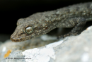 Κυρτοδάκτυλος - Kotschy's gecko - Mediodactylus kotschyi