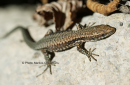 Τοιχοσαυρα - Common wall lizard - Podarcis muralis