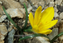 Κιτρινο κρινακι - Autumn Daffodil - Sternbergia lutea
