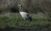 Common crane (Grus grus) at Oropos (Attica)