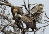 Griffon vultures at Dadia forest