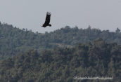 A black vulture flies over Dadia forest