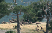 Vultures to Dadia forest