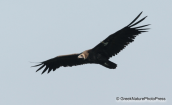 Black vulture flying