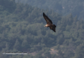 Griffon vulture flying
