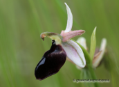 Orchids (Ophrys Ferrum-equinum)