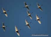 Spoonbills flying over Kerkini lake