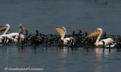 White pelicans and cormorants fishing together at lake Kerkini