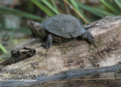 Pond turtle (Emys orbicularis)