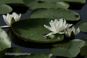 Water lily (Nymphaea alba)