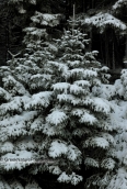 Fir tree covered by snow at Parnitha mountain