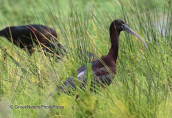 Glossy ibis at Dystos lake