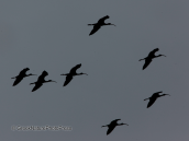 A flock of  glossy ibis flying over Dystos lake