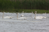 Mute swans at Dystos lake