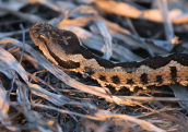 Nose-horned viper (Vipera ammodytes)