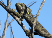 Chameleon (Chamaeleo africanus)