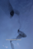 A cloud of starlings